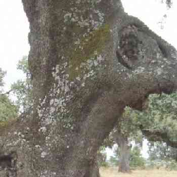 Click para ampliar. Pulsa en el nombre para ver la ficha.